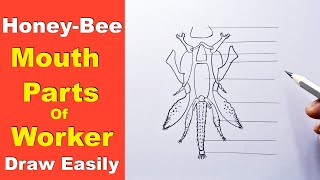 how to draw mouth parts of honey bee  mouth parts of honey bee diagram  honey bee simple diagram [upl. by Howe52]