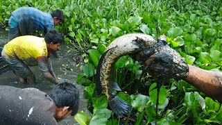 Best Hand FishingBig Fish Hunting in the Natural Beautiful Canal Traditional Fishing in Bangladesh [upl. by Selokcin576]