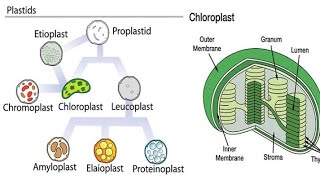 Plant cell plastids Chromoplast Chloroplast leucoplast Amyloplast Elaioplast Proteinoplast [upl. by Llevaj663]