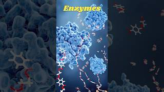 How Enzymes Speed Up Reactions  Quick Science Facts [upl. by Leaper]