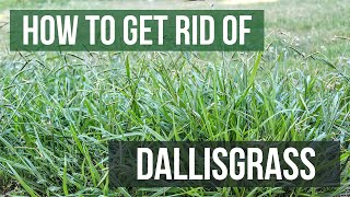 How to Get Rid of Dallisgrass 4 Easy Steps [upl. by Annehsat]