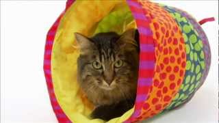 Cats 101 Maine Coon Video Animal Planet  High Quality [upl. by Derrik]