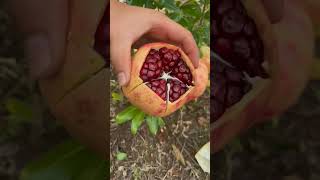 Pomegranate cuttingwait for end shortgarden fruit anar pomegranate [upl. by Cilurzo]