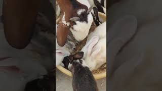 Rabbit Eating viralvideo lucknowzoo rabbiteating trending shortfeed cuteanimal shorts vlog [upl. by Linson]