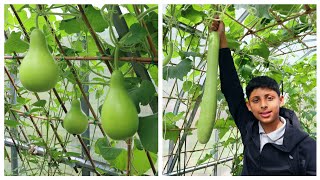 5 Important Tips For Growing Bottle gourds [upl. by Jacky765]