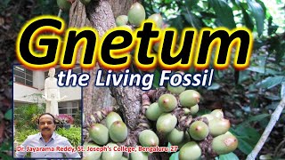 Gnetum Living Fossil Naked Seed Plant Gymnosperm Dr Jayarama Reddy St Josephs Admissions [upl. by Maggie655]