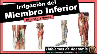 Anatomía  Irrigación del Miembro Inferior [upl. by Karame]