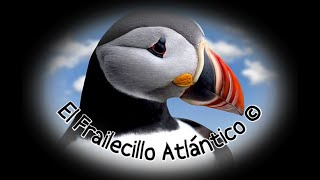 🕊️ El Frailecillo Atlántico 🕊️ [upl. by Katushka]