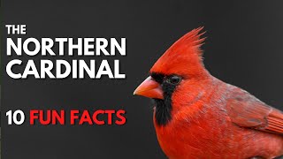 The NORTHERN CARDINAL  10 FACTS about them [upl. by Esiuolyram]