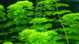 Ficha de Plantas Limnophila SessilifloraAmbulia [upl. by Ttayh]