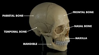 Human skull anatomy amp Physiology 3d animation [upl. by Vladamir]