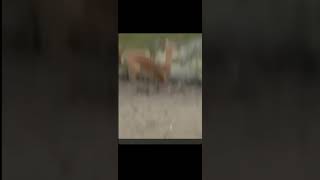 Crocodile eats Antelope in seconds  Kyle Park Prince [upl. by Nosnek]