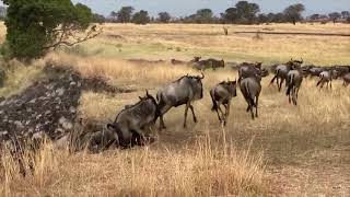 Extraordinary Herd Wildebeest Crossing Mara River [upl. by Rochkind]