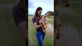 Family Reunites Baby Giraffe with Its Mother in Heartwarming Scene trending giraffe rescue help [upl. by Nnylkoorb]