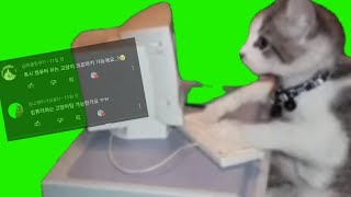 컴퓨터 하는 고양이 밈 크로마키 공유  cat typing meme green screen [upl. by Ynohtn]