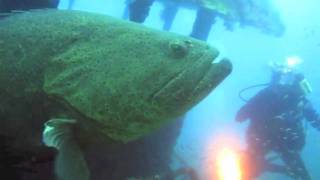 Scuba Diving Floridas Gulf of Mexico  Clearwater Florida [upl. by Perce]