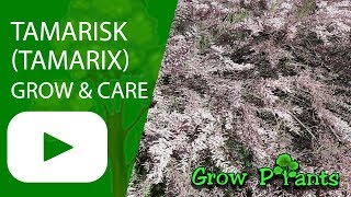 Tamarisk  grow amp care Tamarix [upl. by Hosbein]