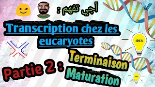 Biologie moléculaire En Arabe Transcription Chez les Eucaryote  SVI S5 Partie 2 [upl. by Tav]