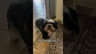 My Shih Tzu GiGi is a Very Nice Dog and is NEVER BAD 🐶🦴🐾 [upl. by Ylreveb]