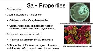 Staphylococcus aureus [upl. by Lettig]