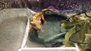 Feeding mealworms to baby crested gecko [upl. by Ileek]