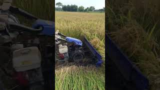 Paddy cutting machine reels cuttingmachine paddy youtubeshorts shorts viralvideo [upl. by Luapnaes]