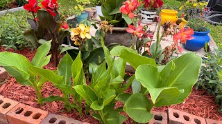 Yard Update Limequat Plumerias and Canna Lilies [upl. by Ilarrold465]