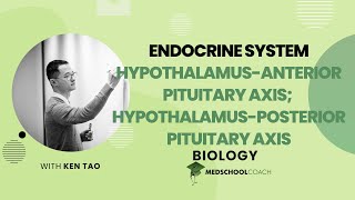HypothalamusAnterior Pituitary Axis amp Hypothalamus [upl. by Checani]