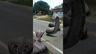 Snake Video snake new bhojpuri trending saamp viralvideo viralshorts shorts [upl. by Nirot497]