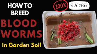 Blood worms culture in soil  Blood worms culture  bloodwormsculture bloodworms [upl. by Hittel]