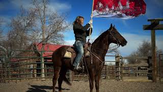 quotWhitfields Gunnerquot AKA Poudre 2019 Liver Chestnut Gelding [upl. by Mccandless]