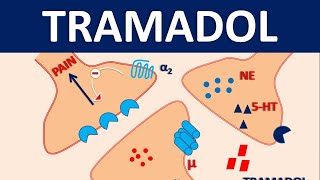 Tramadol HCl 50 mg  Uses dose amp side effects [upl. by Colan]