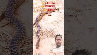 Black cobra snake bite the monitor Lizardkingcobraanimalskingsnake naturesnakewildlifeshort [upl. by Anerac]