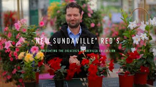 The 2024 improved collection of red Sundaville®s with Erwin [upl. by Bartie]