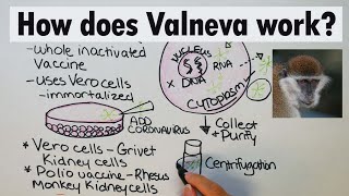 Valneva  How does Valneva work [upl. by Lustick]