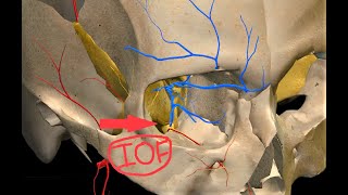 INFERIOR ORBITAL FISSURE  3D ANATOMY amp CONTENTS  ORBIT  CLINICAL ANATOMY [upl. by Yraunaj]