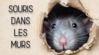 Quand fautil reboucher un trou de souris [upl. by Hertberg]