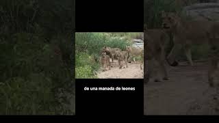 Leones Cazando Antílope shorts animalessalvajes [upl. by Akinit316]