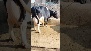 pure Friesian cow for sale apnapunjabtv cow [upl. by Roede]