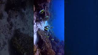 Admire the graceful beauty of the Moorish Idol moorishidol uwvideo underwaterlife sealife [upl. by Deyes779]