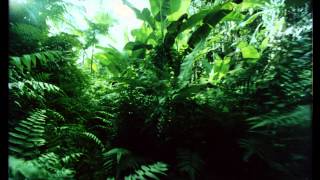 SDDS  Underwater  Jungle  Volcano  35mm  HD [upl. by Rabma]