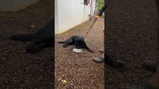 Labrador  Black dog  Morning walk  Cute dog  dog doglover trending animals pets petlover [upl. by Jerri]