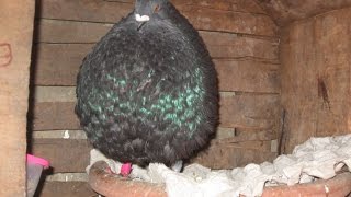 pigeon gaditano Maroc 2014 said bahi de temara  06 68 199 177 [upl. by Vin]