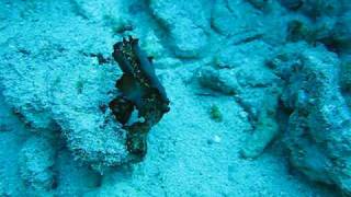 2 flatworms mating underwater [upl. by Cosma]