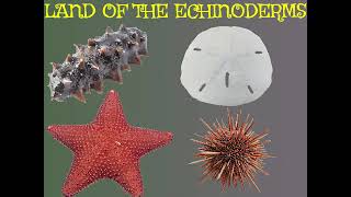 Land Of The Echinoderms [upl. by Strang]