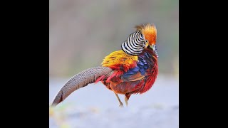 Todos los Faisanes del mundo 67 especies de faisanes gallos y pavos [upl. by Adirem]