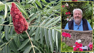 SUMAC DE VIRGINIE  ARBUSTE EN VELOURS AUX FEUILLES DE FEU EN AUTOMNE Le Quotidien du Jardin N°235 [upl. by Htedirem]