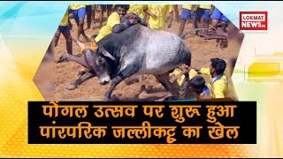 Jallikattu 2019 Traditional bull taming fest enters day 2 [upl. by Dougherty]