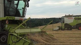 Grassamen Ernte vom Mähen bis zur Lagerung  Multi Agrar Claußnitz GmbH Claas JCB Big Farming [upl. by Nesmat35]