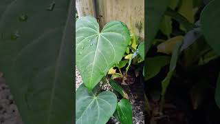 Plants onlineplants for sale anthurium plants malayalam shorts [upl. by Hilary623]